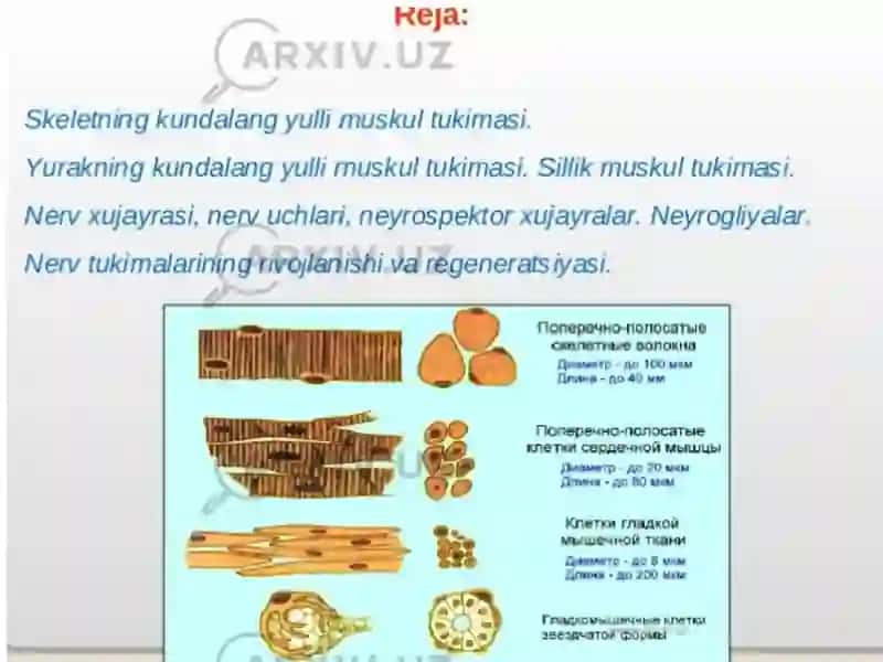 Muskul tuzilishlari 2