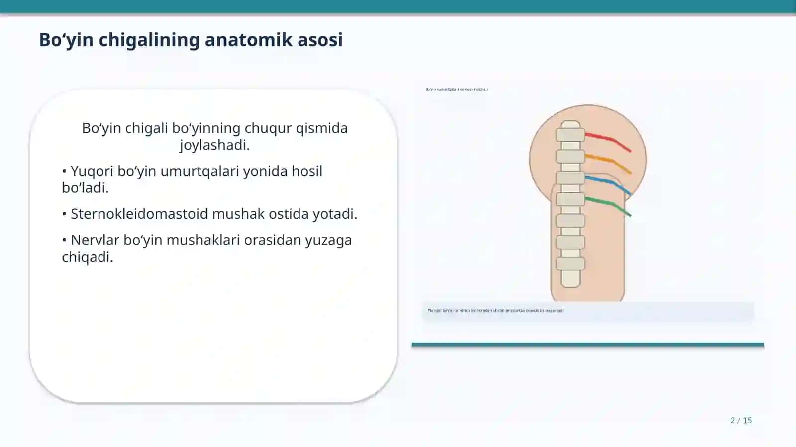 Bo‘yin chigali (Plexus cervicalis) 2