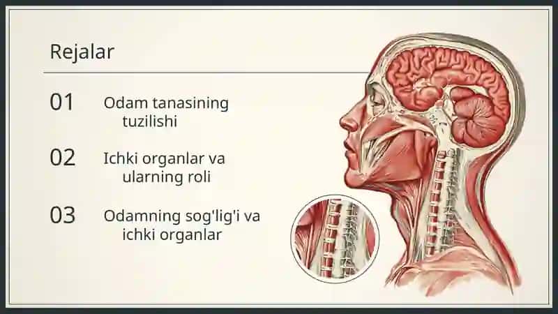 Odam va uning ichki organlari 2