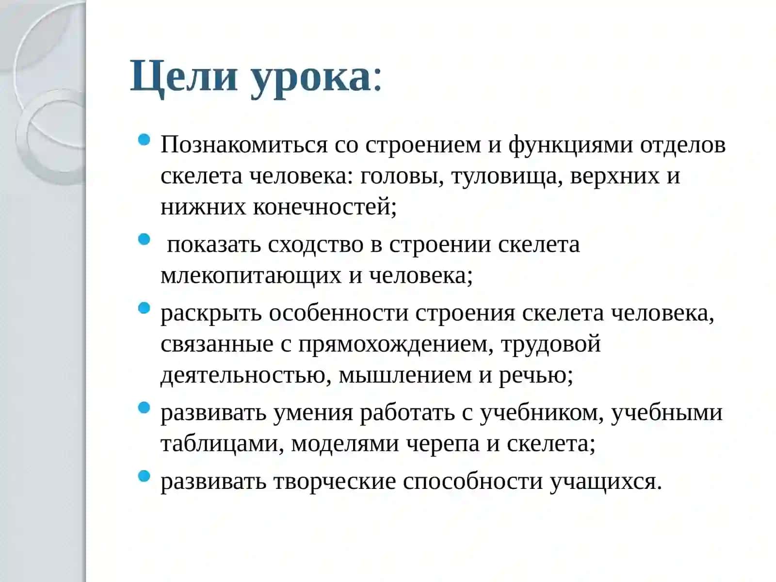 Скелет человека 2