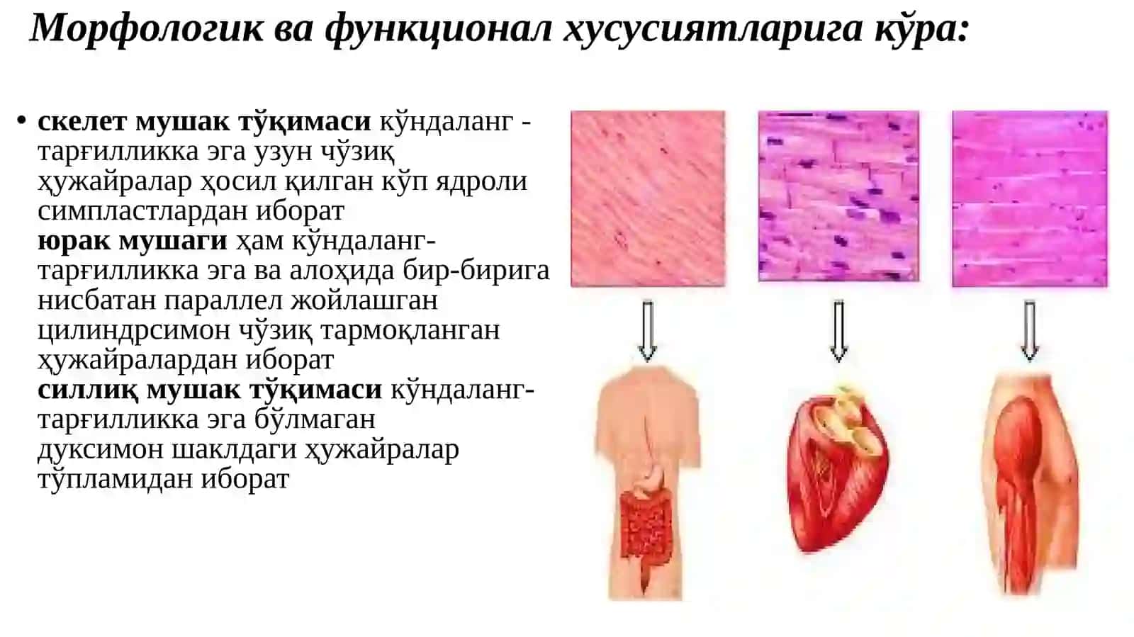 МУШАК, НЕРВ ТЎҚИМАСИ 2