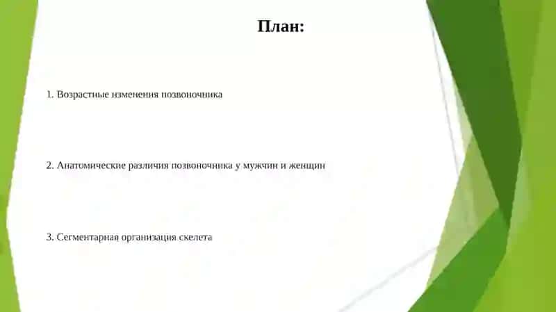 Сегментарное строение скелета и позвоночника 2