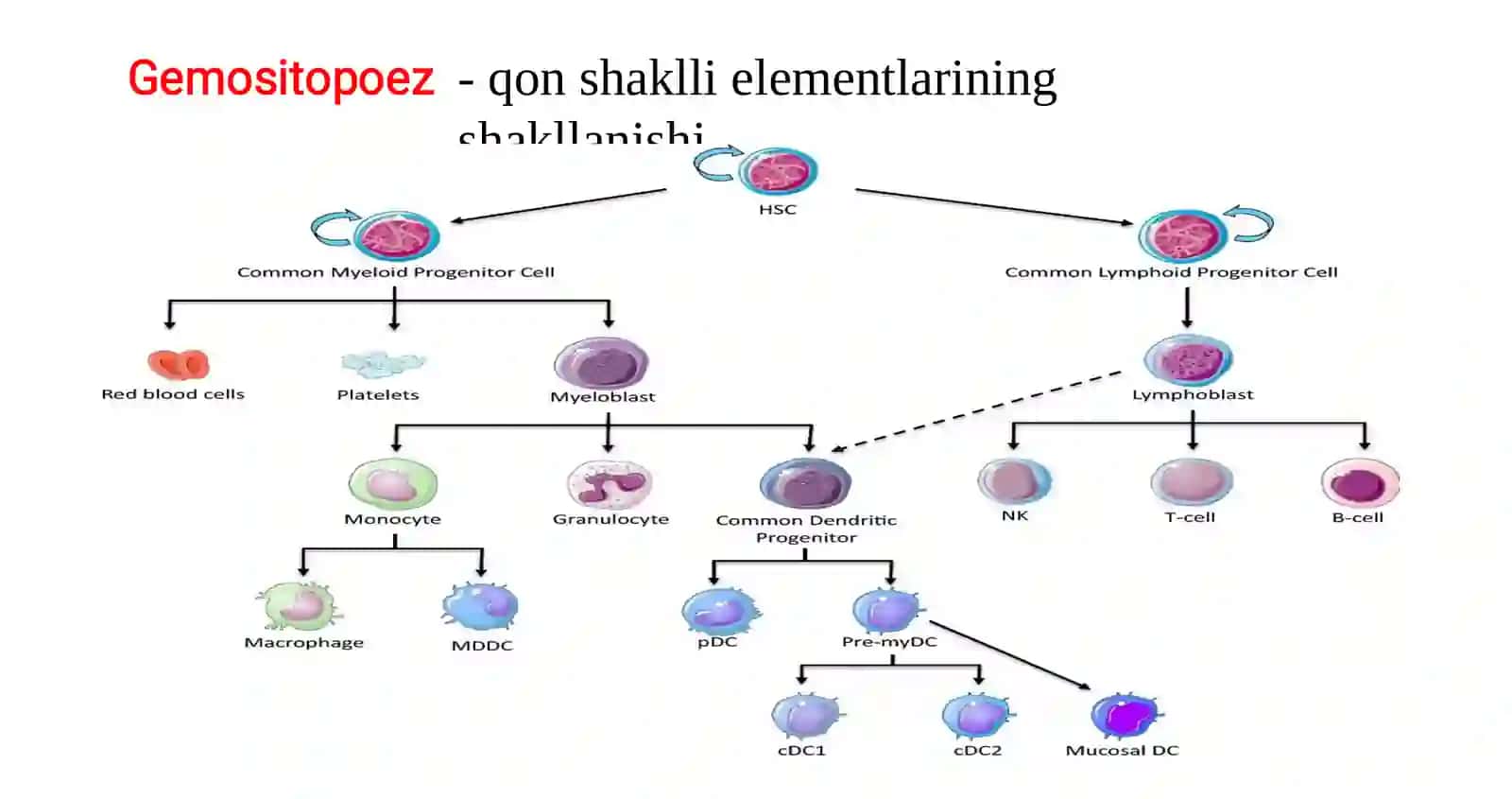 Gemopoez lokalizatsiyasi 2