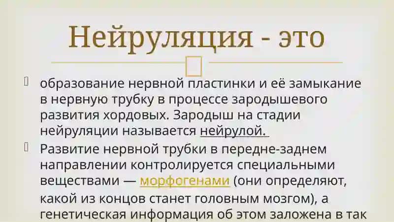 Нейруляция 2