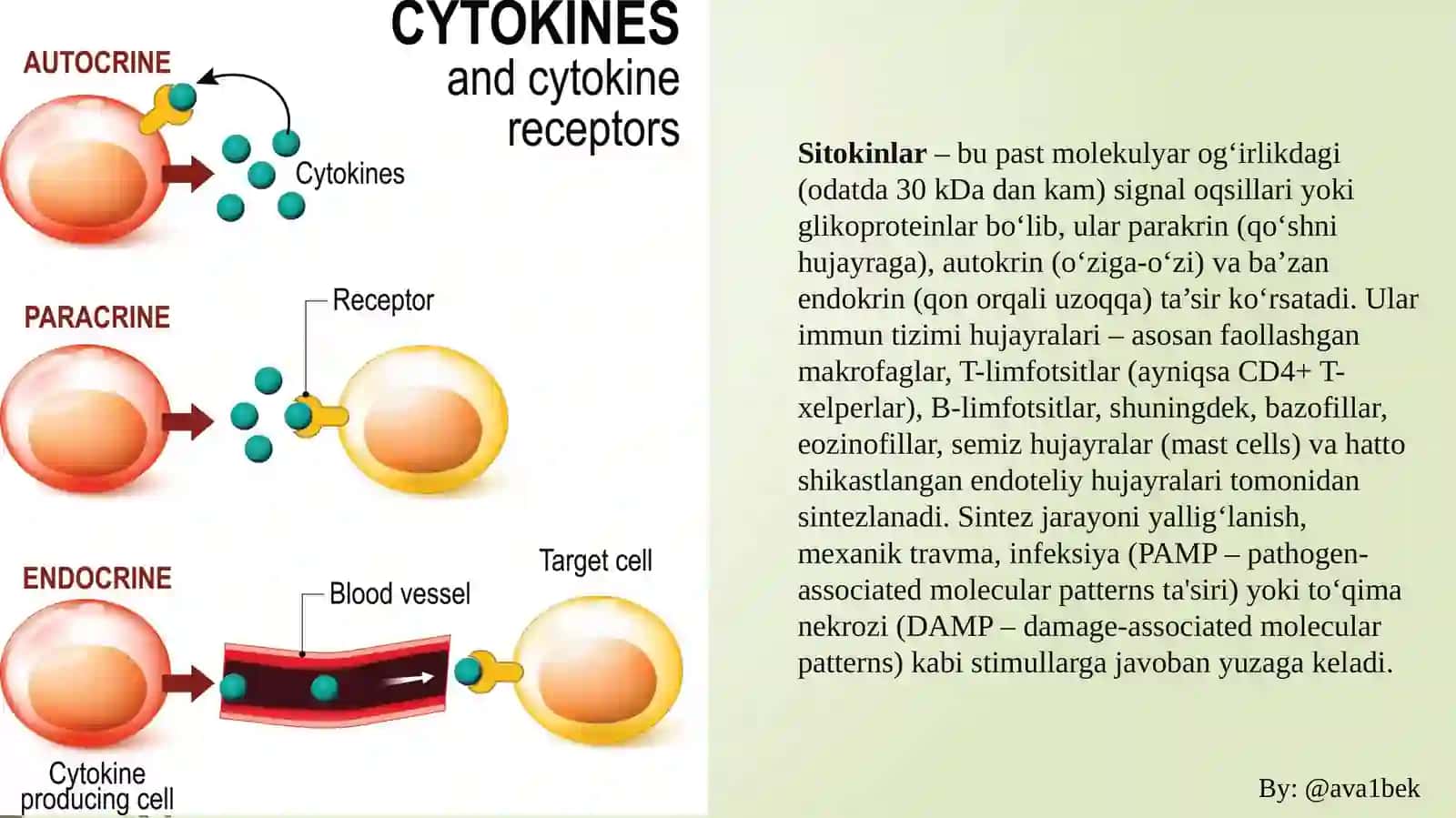 SitokinlarvaGipofizgormonlari 2