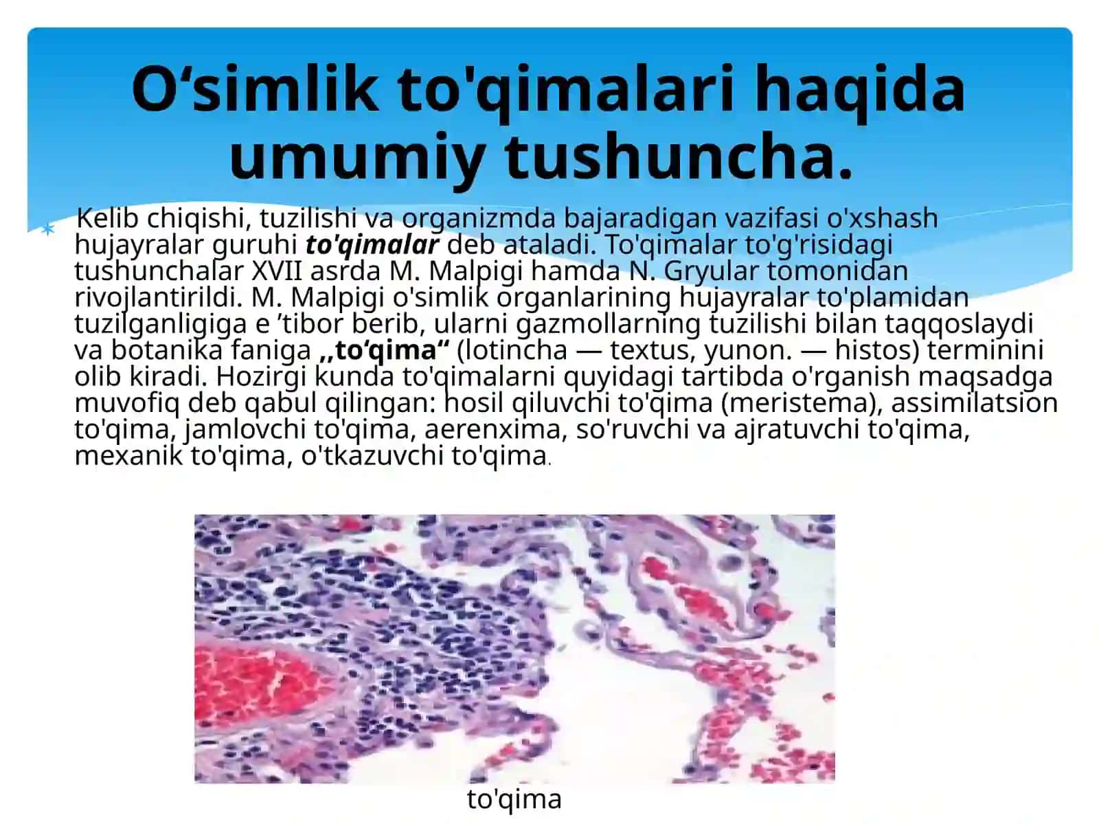 O'simlik To'qimalari Tuzilishi 2