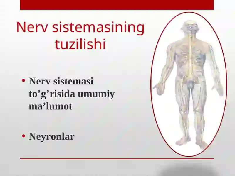 Nerv sistemasi 2