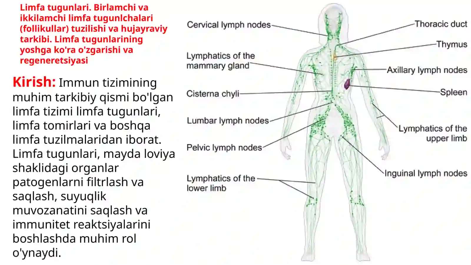 GISTOLOGIYA VA TIBBIY BIOLOGIYA 2