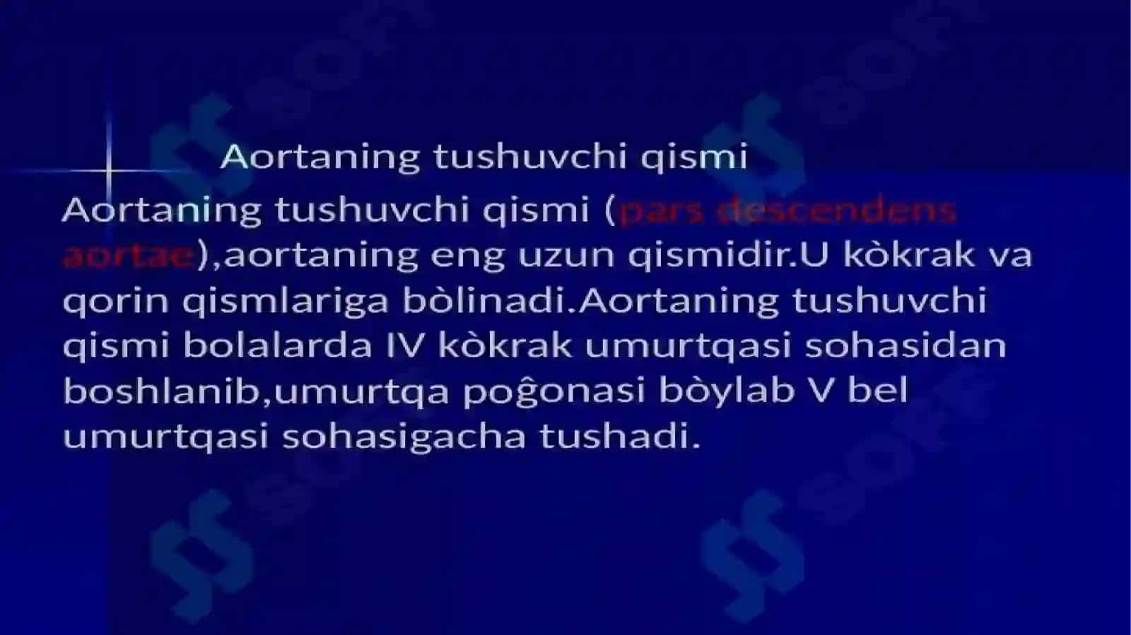 Kokrak va qorin aortasi 2