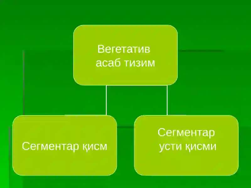 ВЕГЕТАТИВ АСАБ ТИЗИМ 2