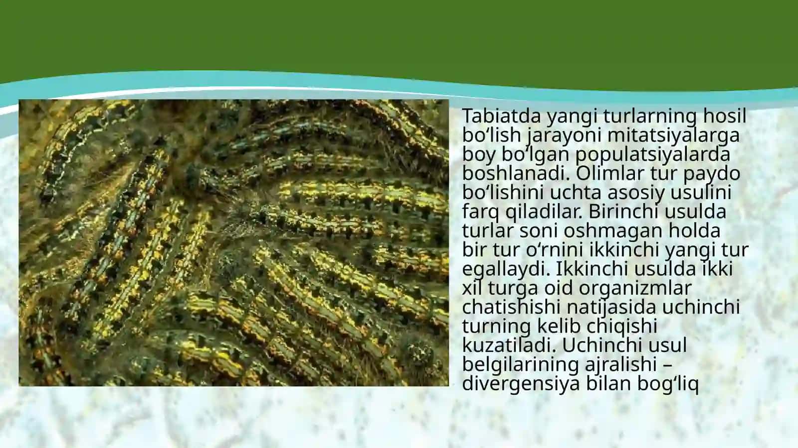 Turlarning paydo bo‘lishi 2