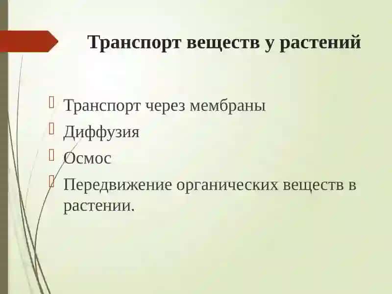 Транспорт веществ у растений 2
