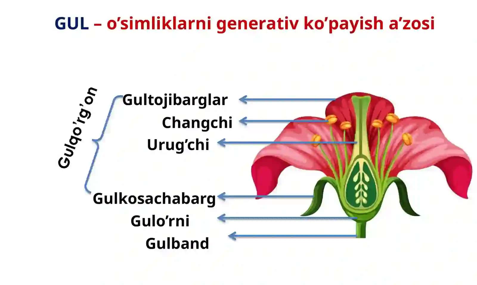 GENERATIV ORGANLAR (GUL) 2
