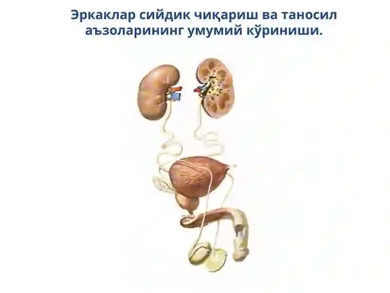 Siydik tanosil tizimi 2