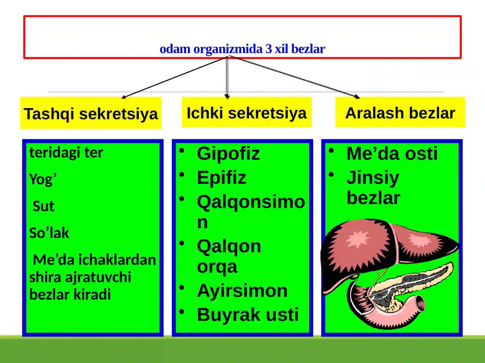 Ichki sekretsiya bezlari 2