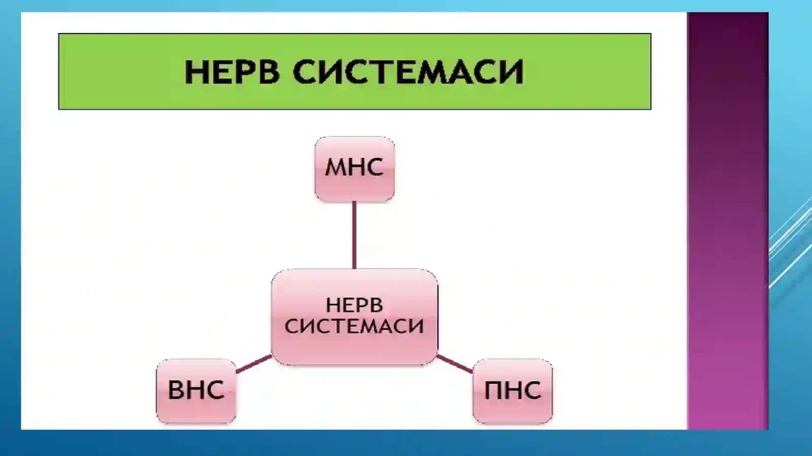Асаб тизими 2