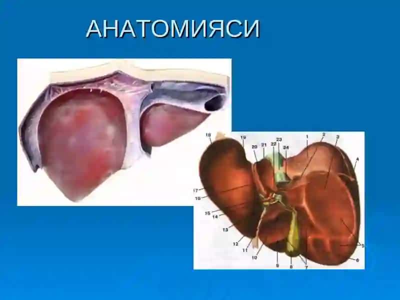 ЖИГАР РАКИ 2