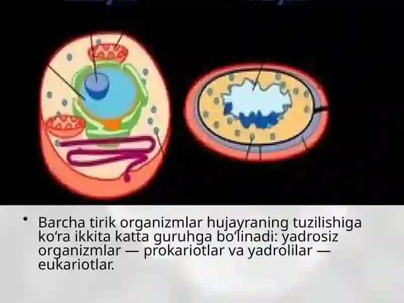 Eukariot va Prokariot hujayra 2