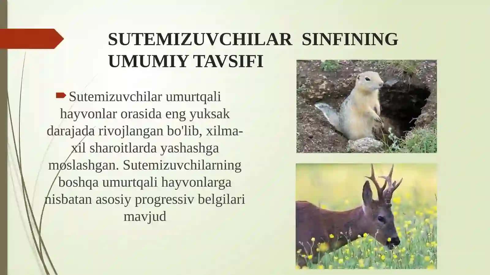 Sutemizuvchilarning umumiy tavsifi 2