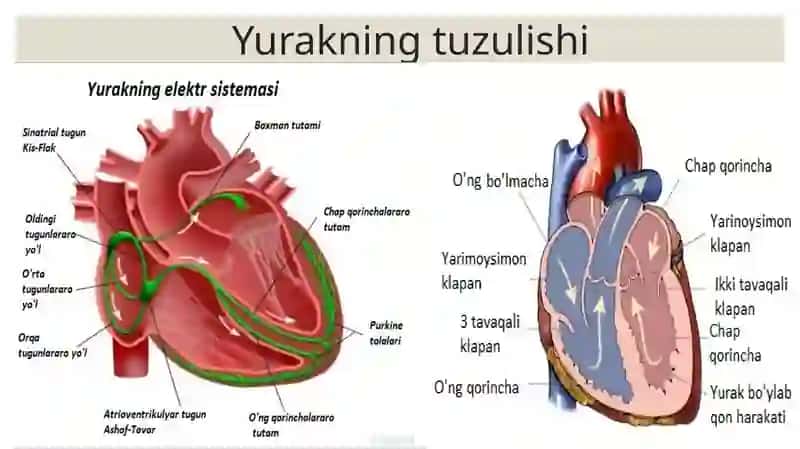 Qon aylanish sitemasi 2