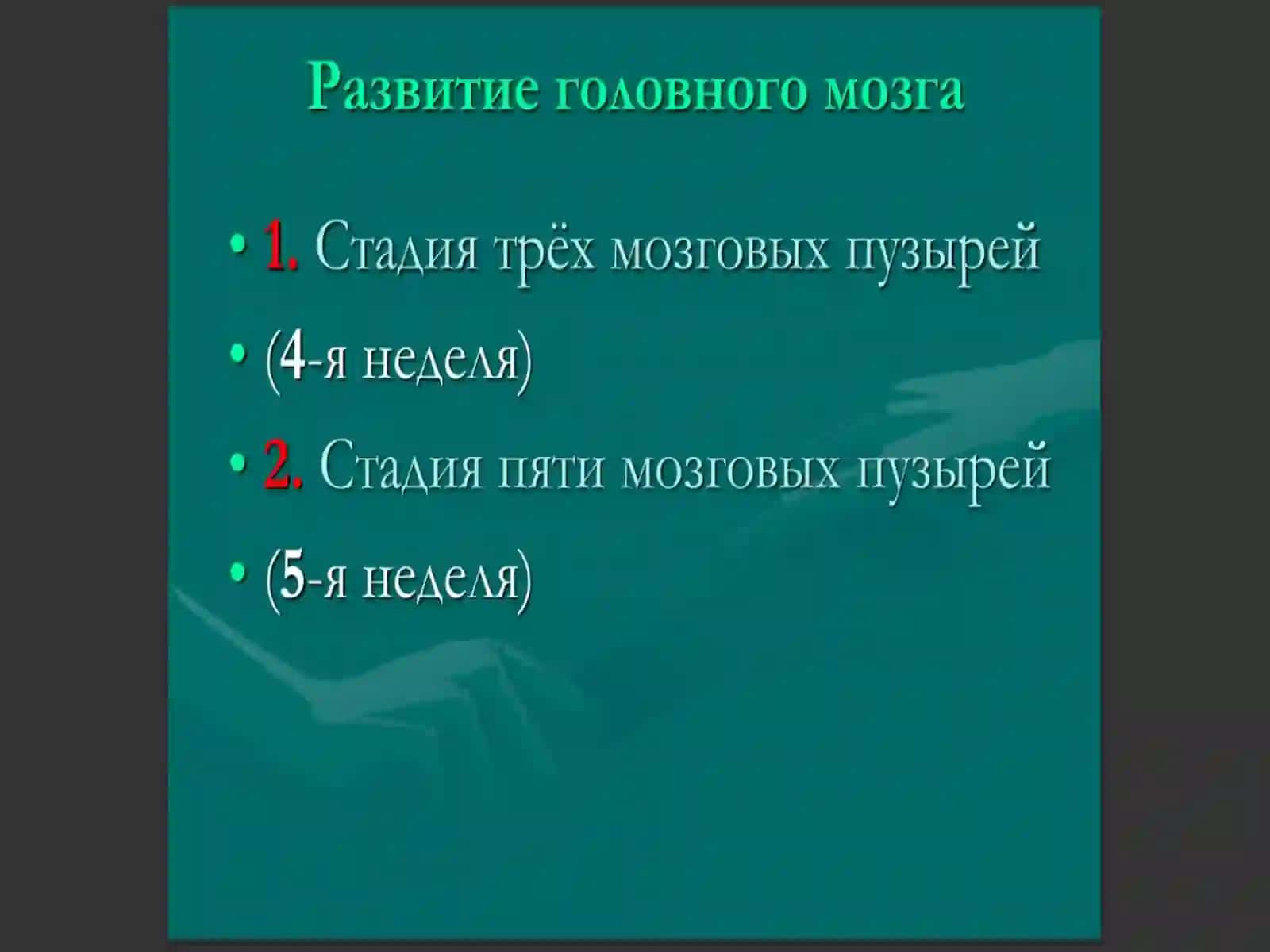 Центральная нервная система 2