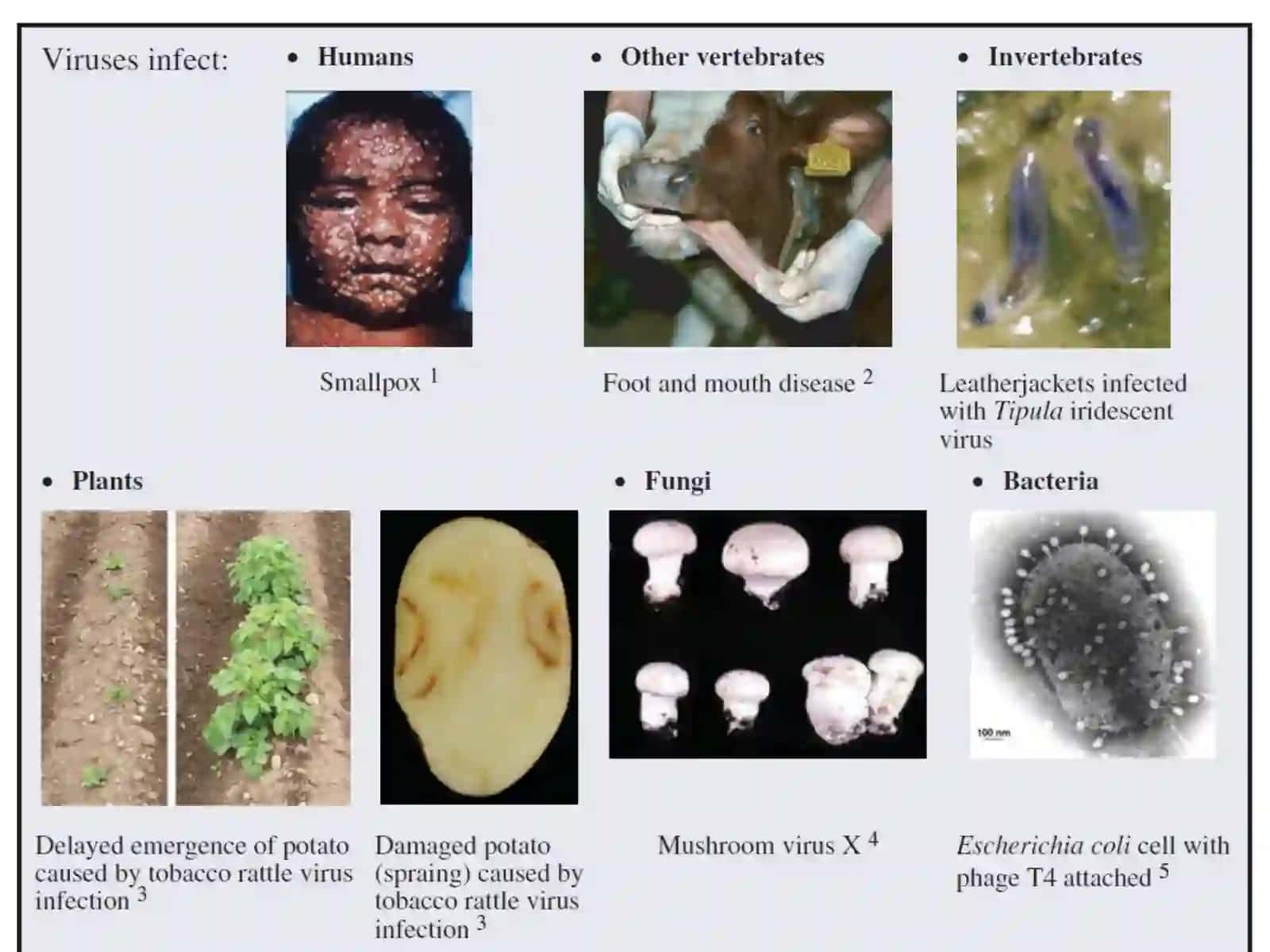 General Virology Lecture One 2