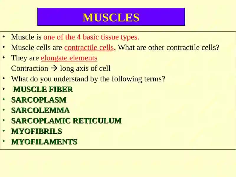 Muscular Tissue 2