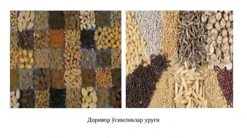 Уруғларниреализация (тахминийбаҳолаш) 2
