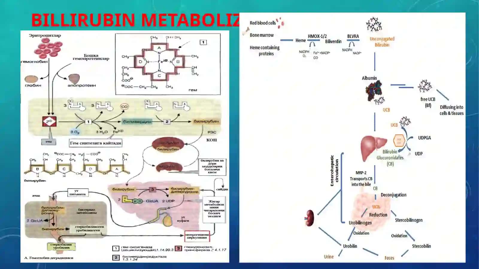 Sariqlik mexanizmi (bilrubin metobolizmi) 2
