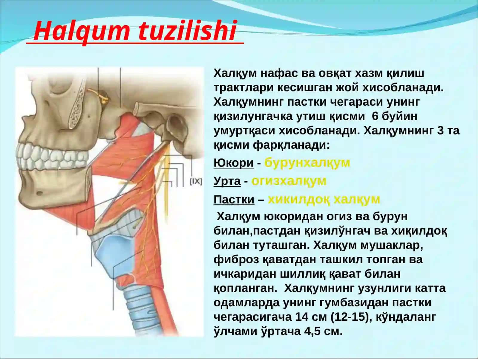 Halqum tuzilishi 2