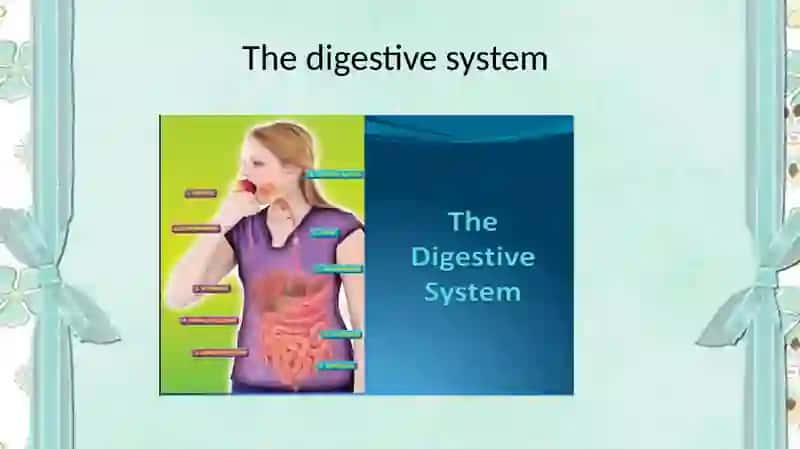 The digestive system and process of digestion and absorption 2