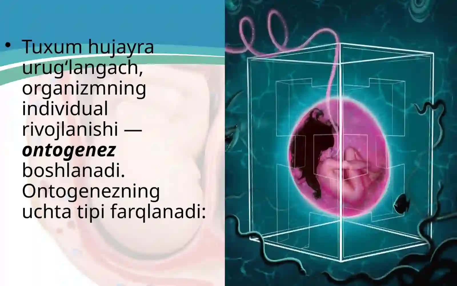 Urug’lanish va homilaning rivojlanishi 2