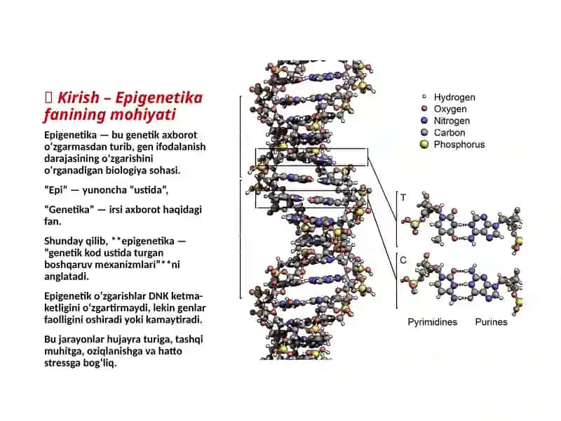 Epigenom va Epigenetika 2