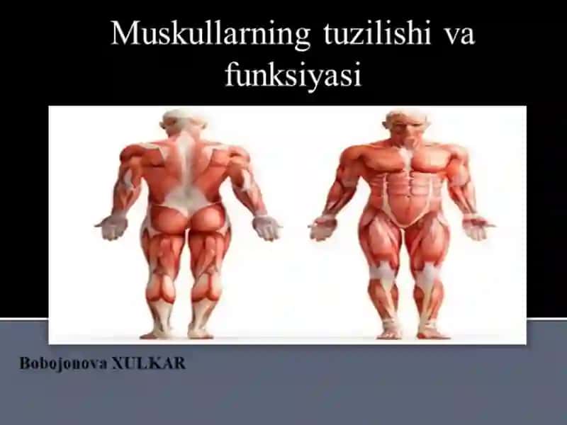 Muskullar fiziologiyasi 2