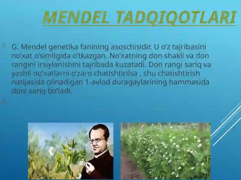 Mendel tadqiqotlari 2