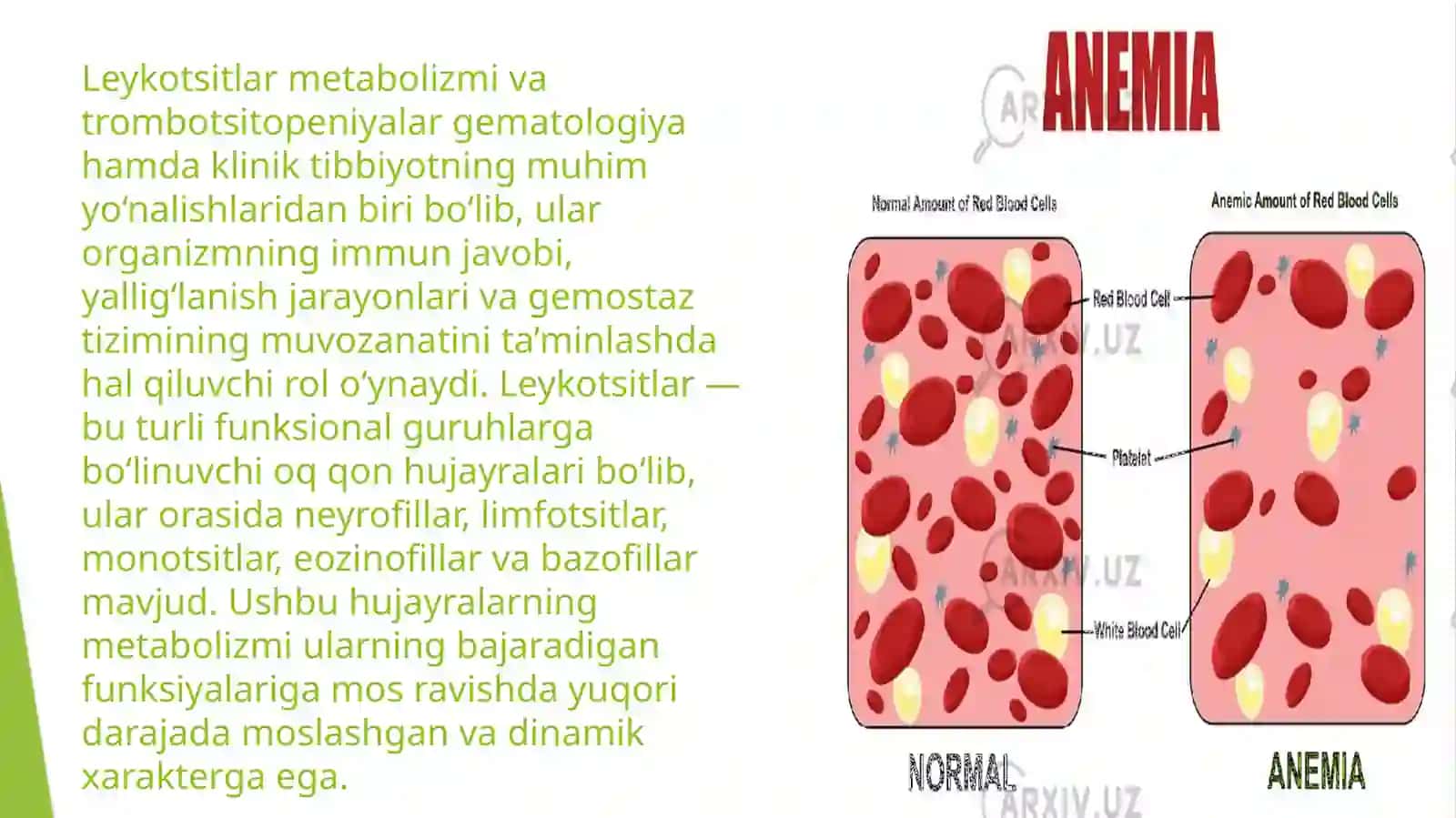 Leykotsitlar metabolizmi va trombotsitopeniyalar 2