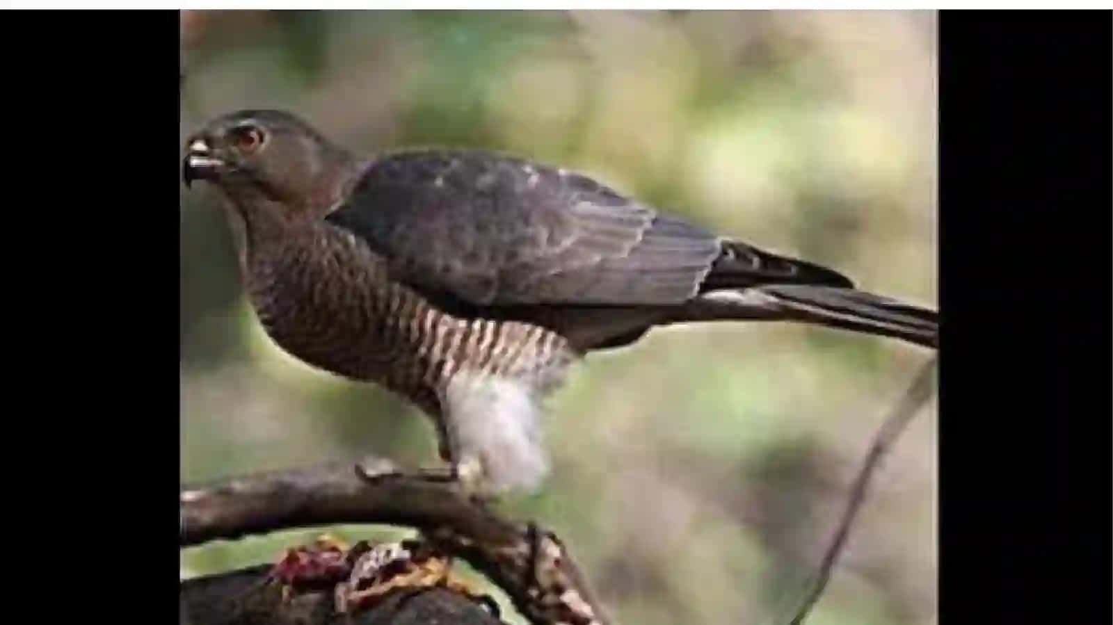 Accipiter badius-Turk ostomtovugi 2
