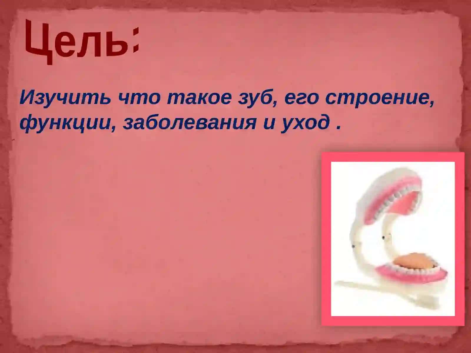 Зуб и его строение 2