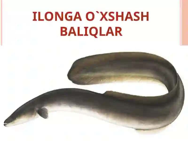 BALIQLAR HAQIDA UMUMIY MA`LUMOT 2