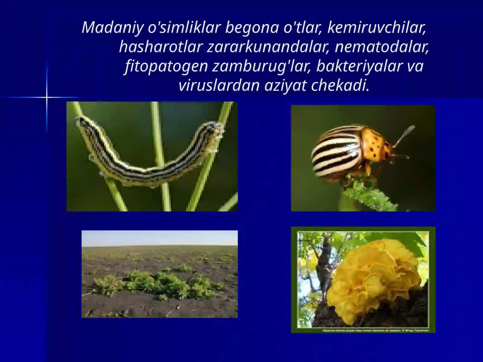 BIOTEXNOLOGIYA VA O‘SIMLIKSHUNOSLIK 2