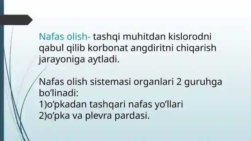 Nafas sistemasi gistologiyasi 2