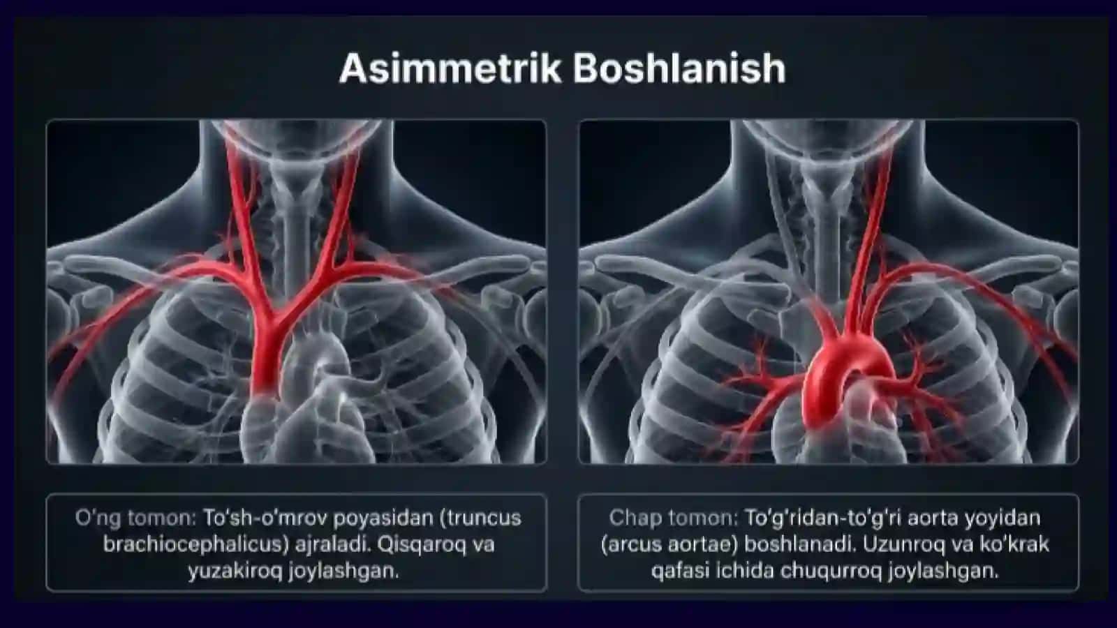 O'mrov osti arteriyasi 2