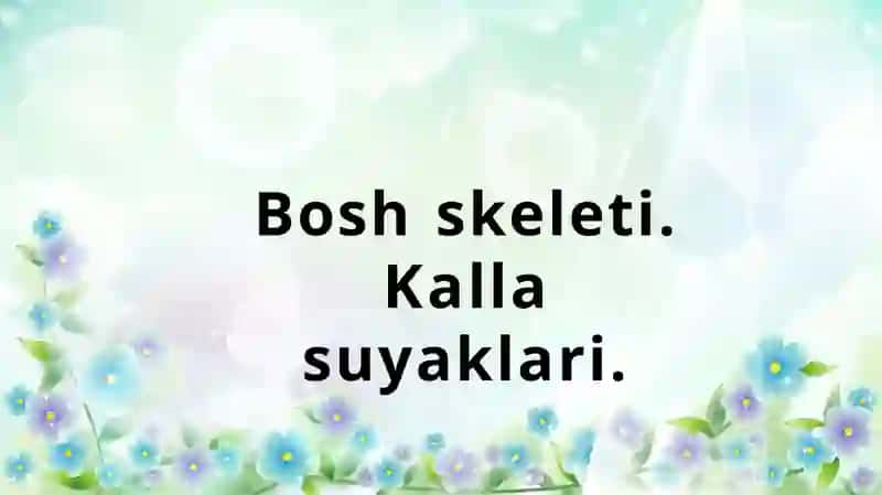 Boshskeleti. Kallasuyaklari 2