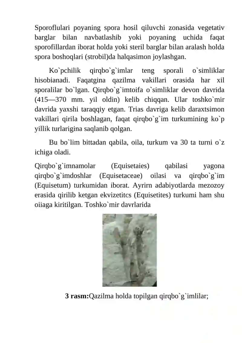 Qirqbо`g`imtoifa (Equisetophyta) bо`limi. 2