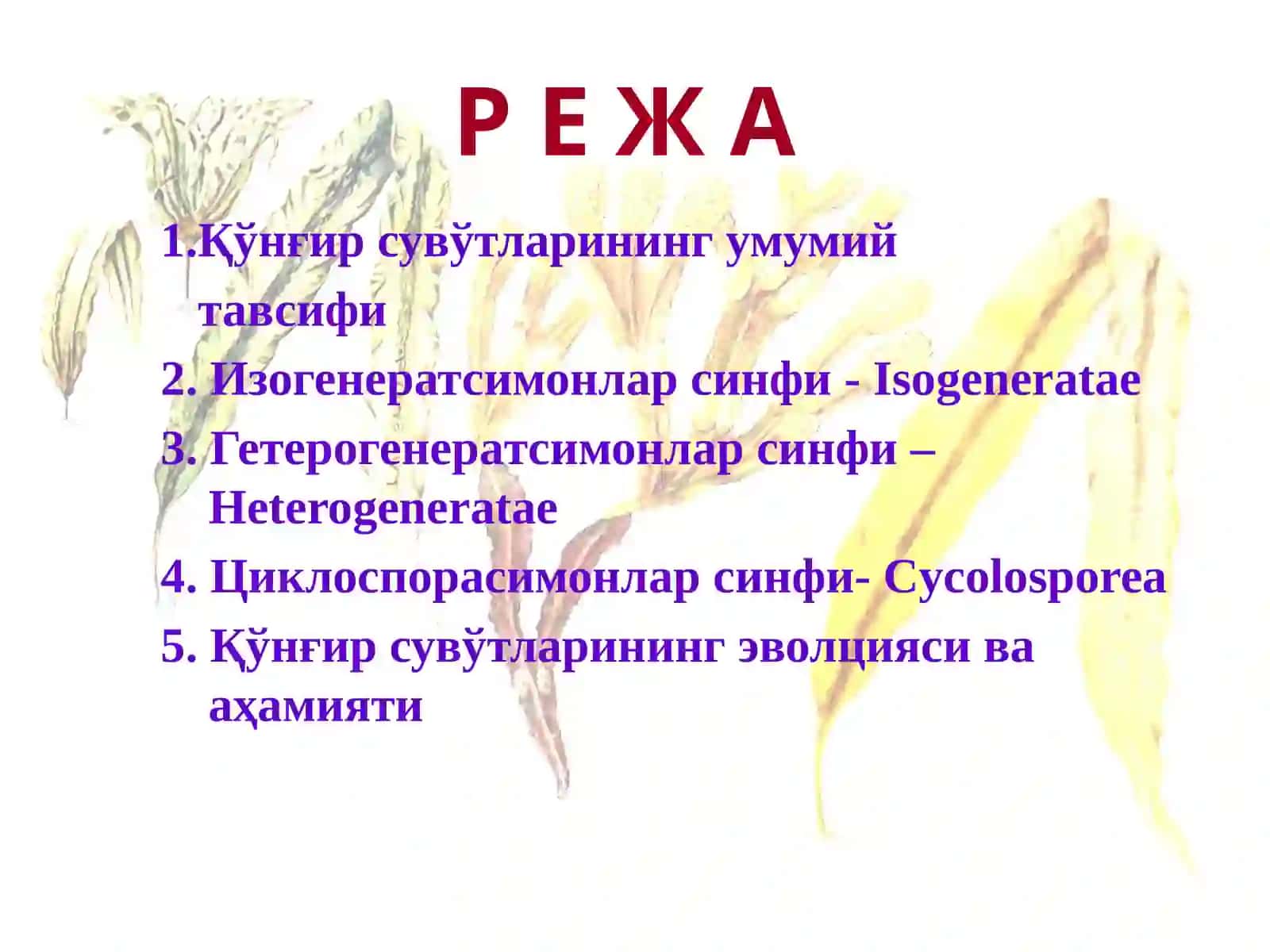 Қўнғир сувўтлари бўлими-Phaeophyta 2