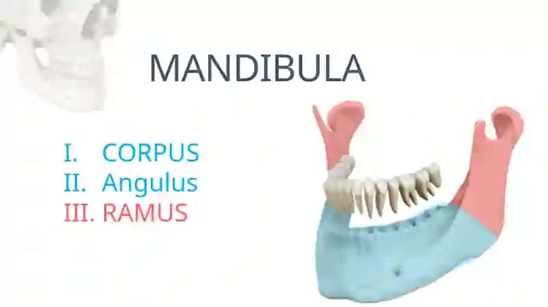 MANDIBULA 2