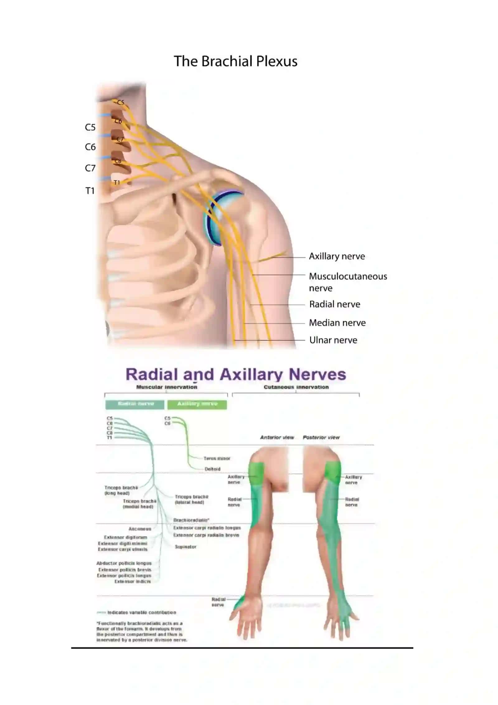 Yelka chigali (Plexus brachialis) 2
