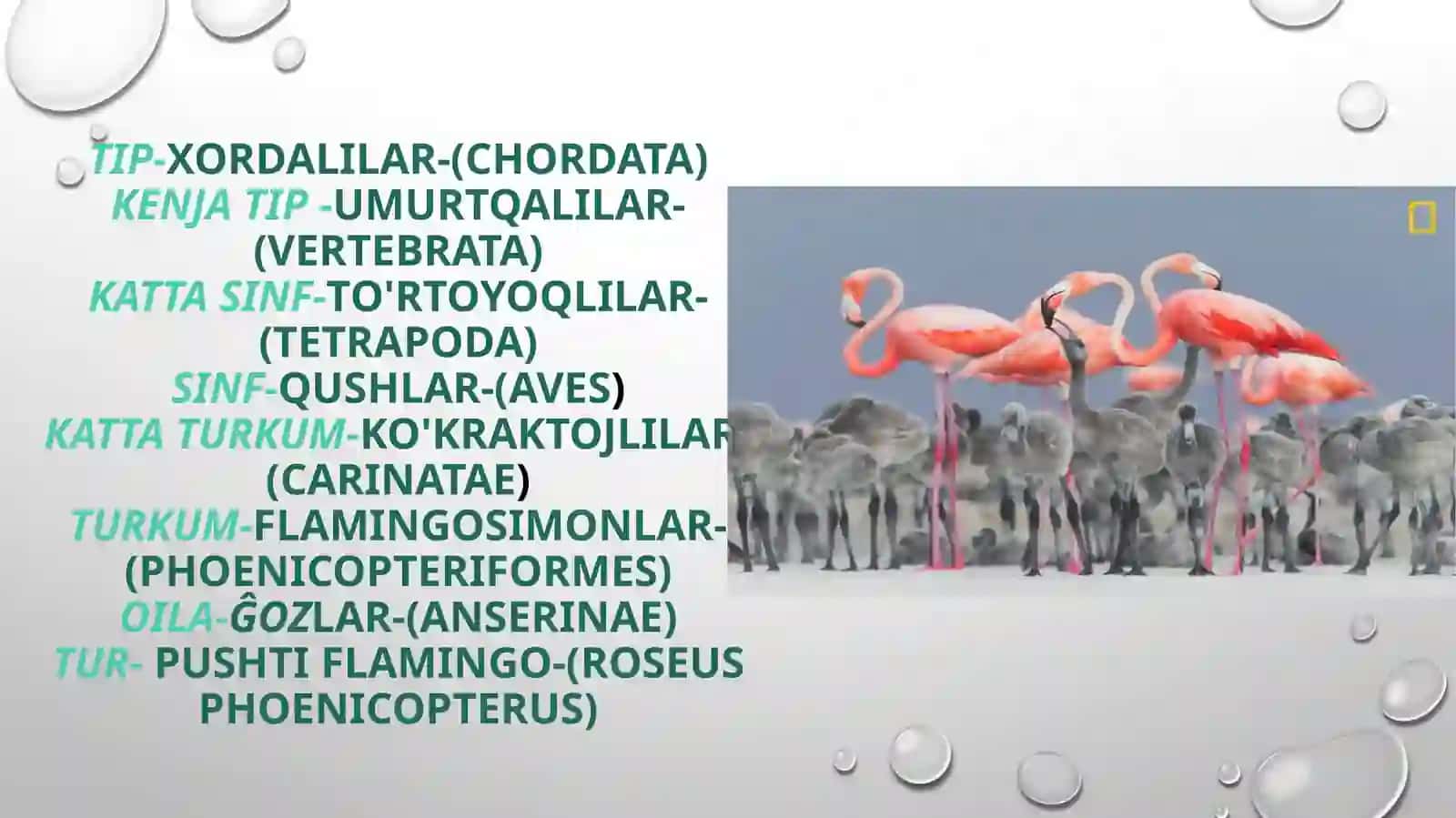 Pushti flamingo (Roseus phoenicopterus) 2