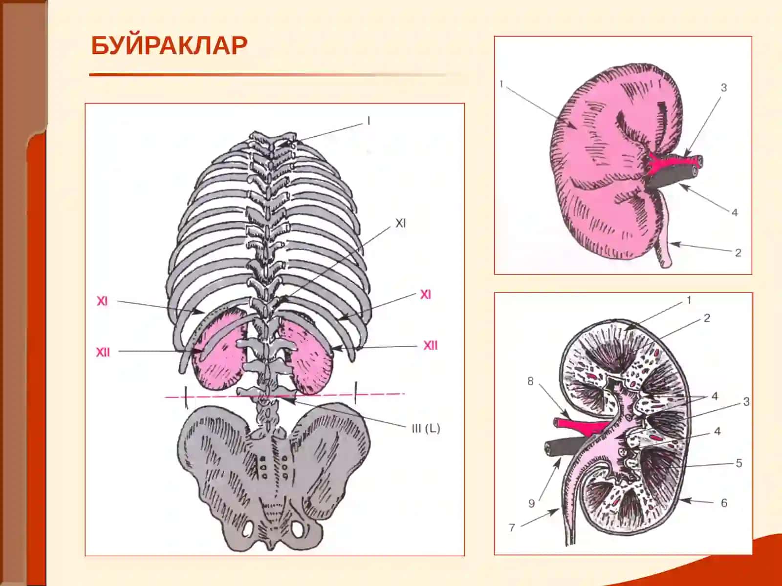 Буйрак Касаллиги Билан Оғриган Беморларни Текшириш 2
