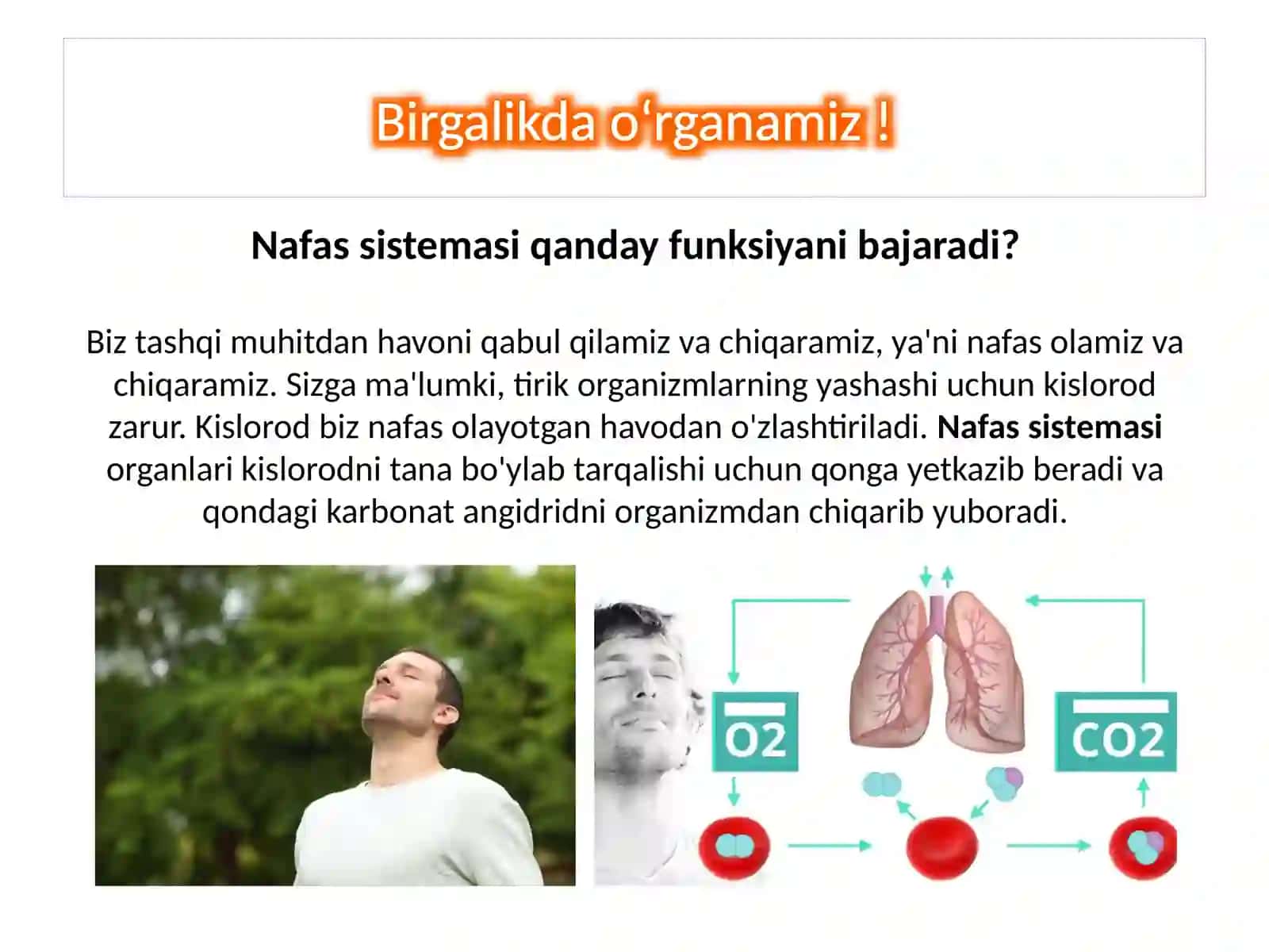 Nafas sistemasi 2